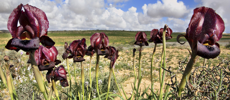 Una escapada a Netanya, la ciudad de Israel que florece de color carmesí